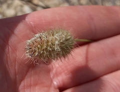 Fingerhuthia africana