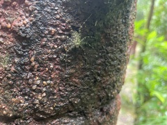 Pandercetes