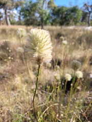 Ptilotus macrocephalus