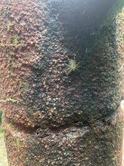 Pandercetes