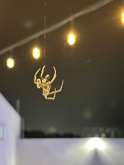 Eriophora ravilla