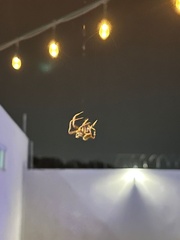 Eriophora ravilla