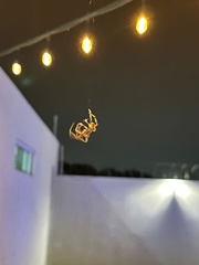 Eriophora ravilla