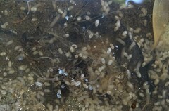 Ostracoda