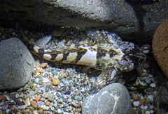 Clinocottus globiceps