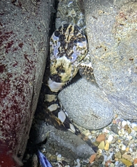Clinocottus globiceps