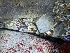 Clinocottus globiceps