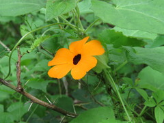 Thunbergia alata