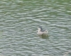 Nycticorax nycticorax nycticorax