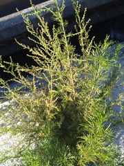 Artemisia capillaris