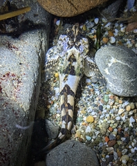 Clinocottus globiceps