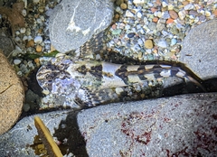 Clinocottus globiceps