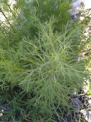 Artemisia capillaris