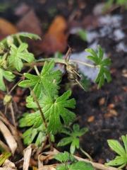 Geranium pusillum