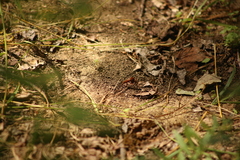 Diogmites basalis