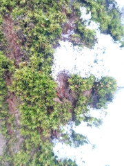 Orthotrichum diaphanum