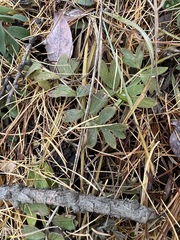 Sibbaldianthe orientalis