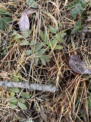 Sibbaldianthe orientalis