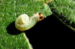 Euura hypoxantha