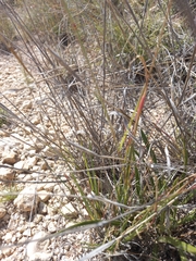 Fingerhuthia africana