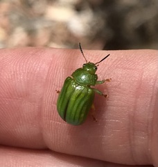 Calomela pallida