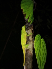 Lyriocephalus scutatus