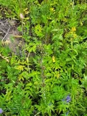 Campanula cervicaria