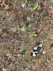 Oxytropis strobilacea