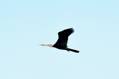 Anhinga melanogaster