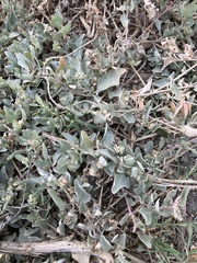 Atriplex maximowicziana