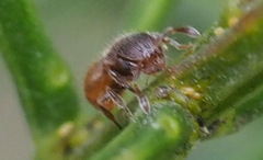 Meranoplus