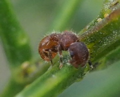 Meranoplus