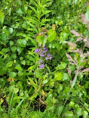 Campanula cervicaria