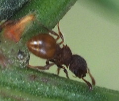 Meranoplus