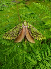 Aenetus virescens