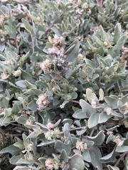 Atriplex maximowicziana