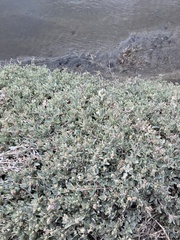 Atriplex maximowicziana