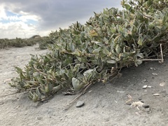 Atriplex maximowicziana