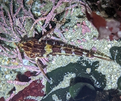 Oligocottus snyderi