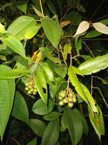 Vismia camparaguey (Vismia camparaguey)