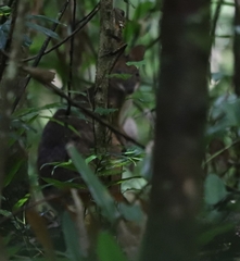 Thylogale stigmatica