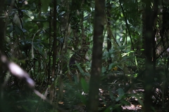 Thylogale stigmatica