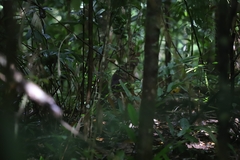 Thylogale stigmatica