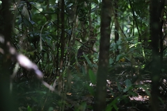 Thylogale stigmatica