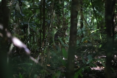 Thylogale stigmatica