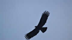 Ictinaetus malaiensis