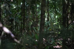 Thylogale stigmatica