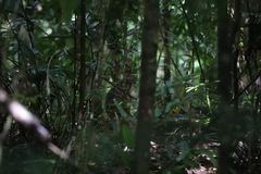 Thylogale stigmatica