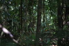 Thylogale stigmatica