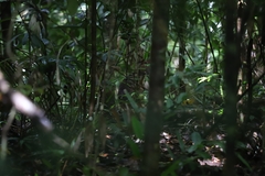 Thylogale stigmatica